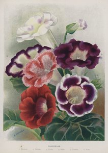 Gloxinias